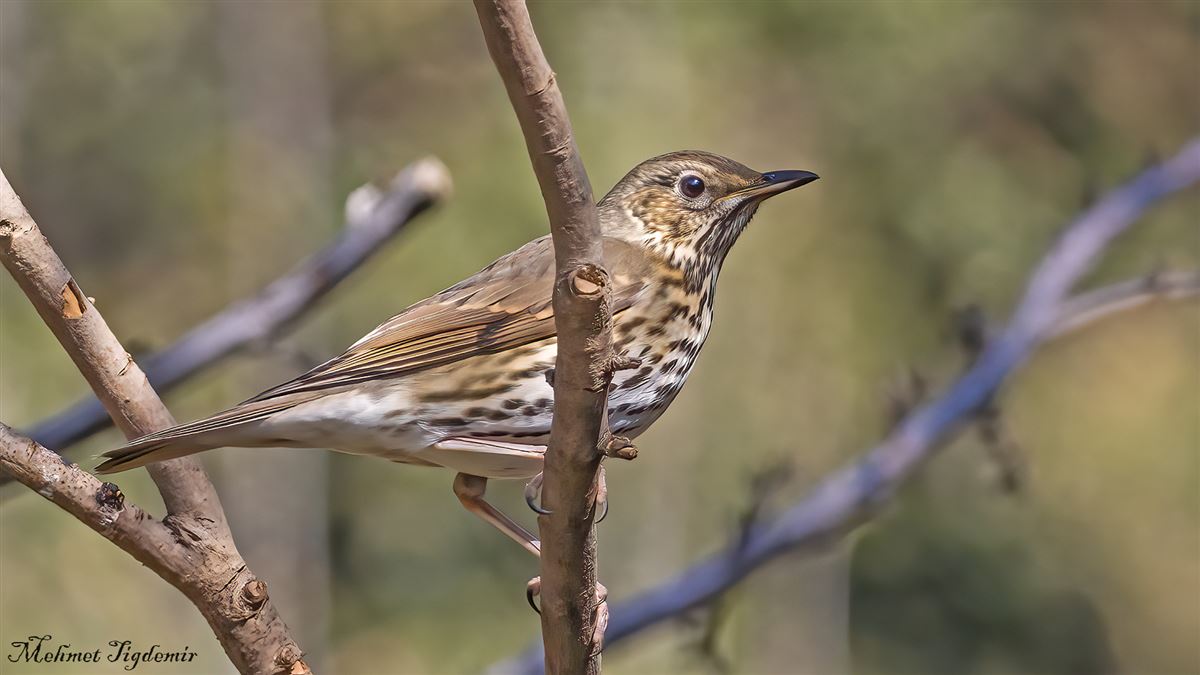 Song Thrush