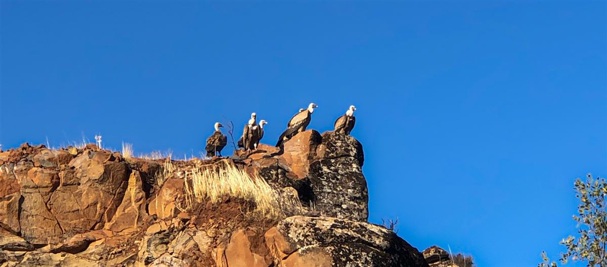 Griffon Vulture