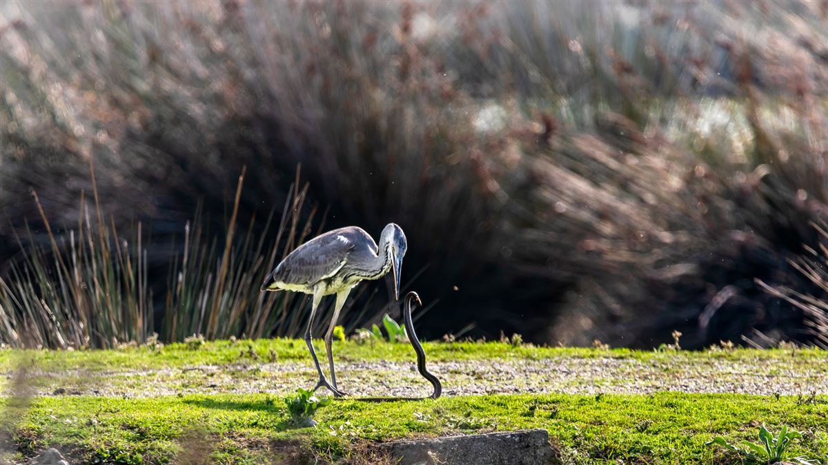 Grey Heron