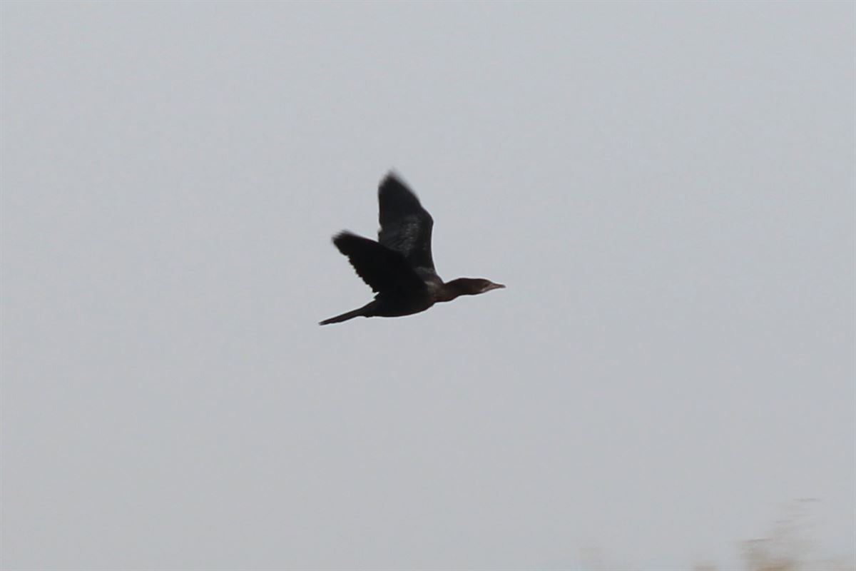 Pygmy Cormorant