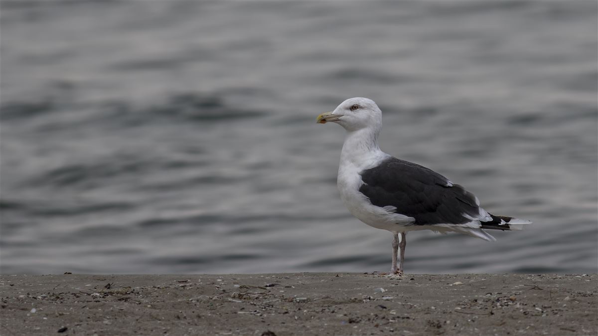 Great Black-backed Gull
