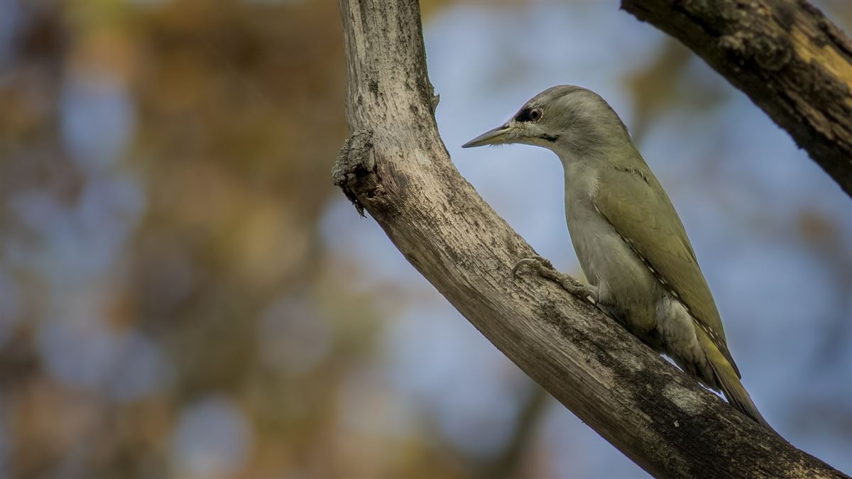 Grey-headed Woodpecker