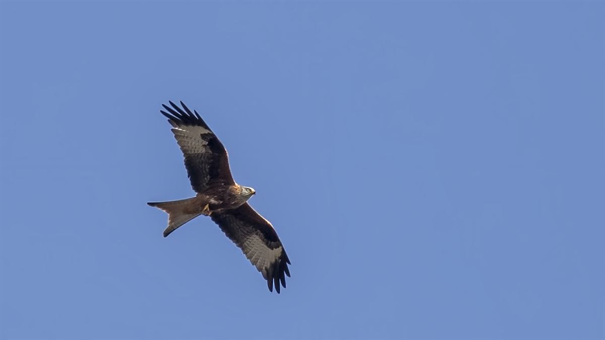 Red Kite