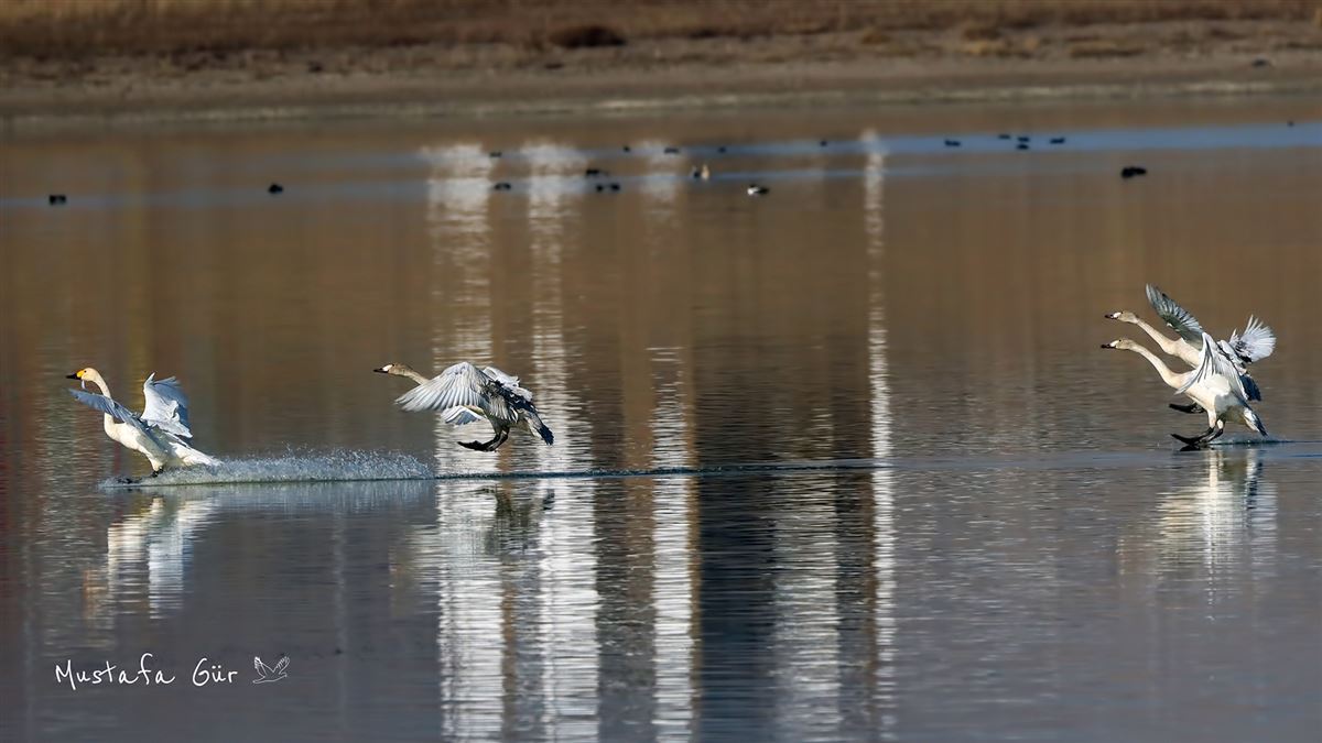 Tundra Swan