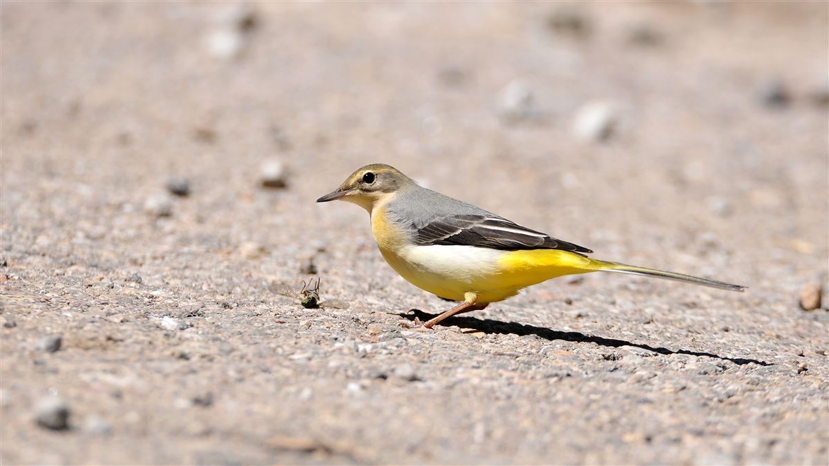 Grey Wagtail