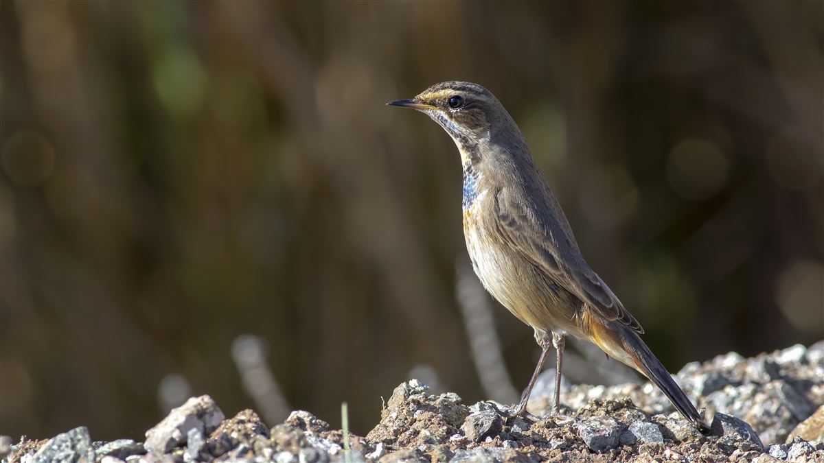 Bluethroat