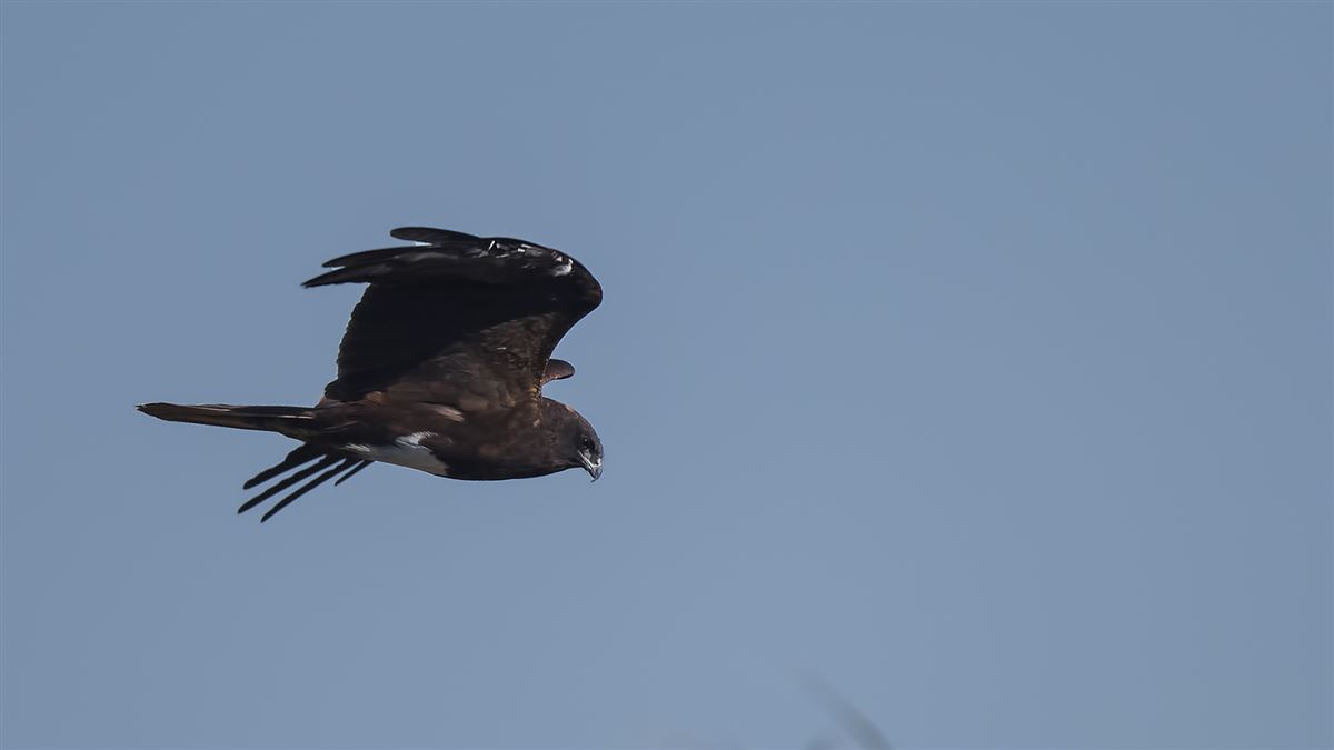 Western Marsh Harrier