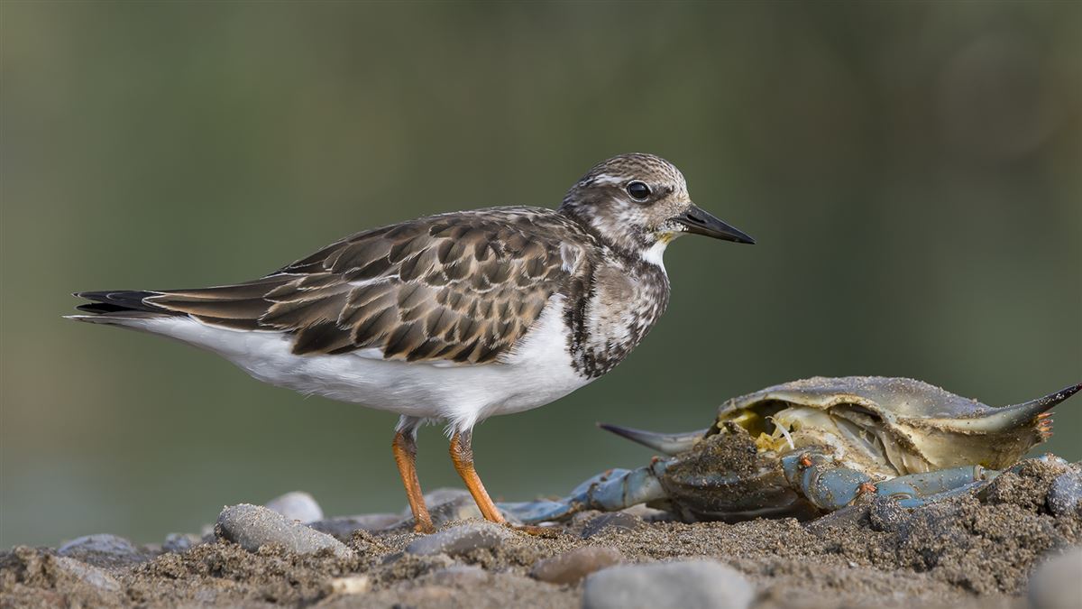 Ruddy Turnstone