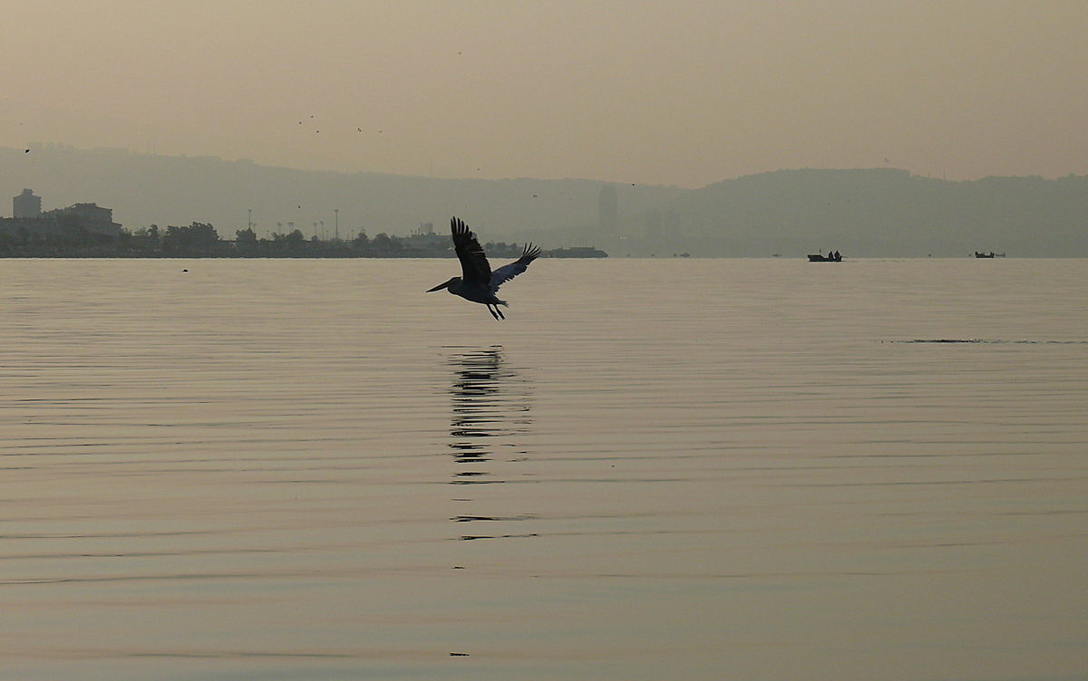 Dalmatian Pelican