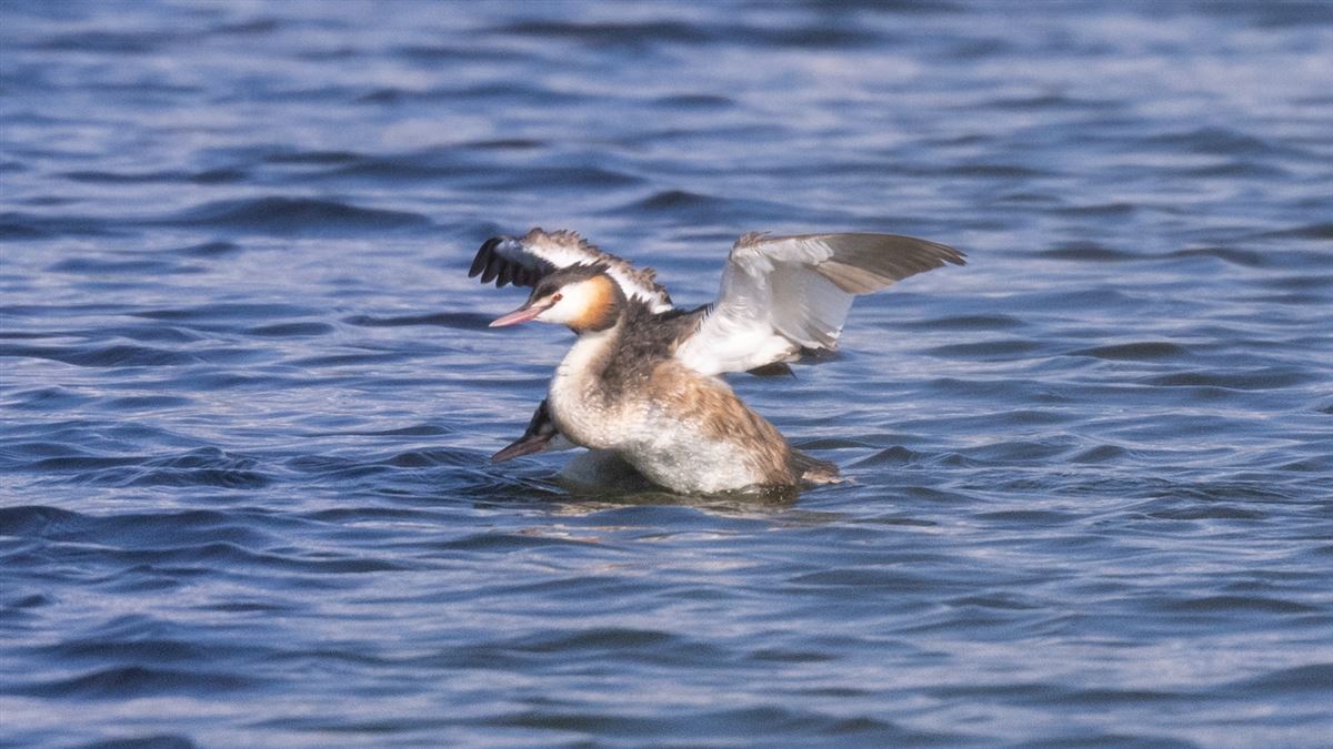Great Crested Grebe