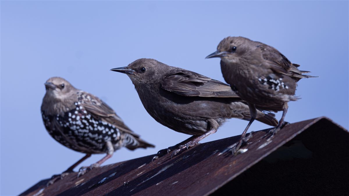Common Starling