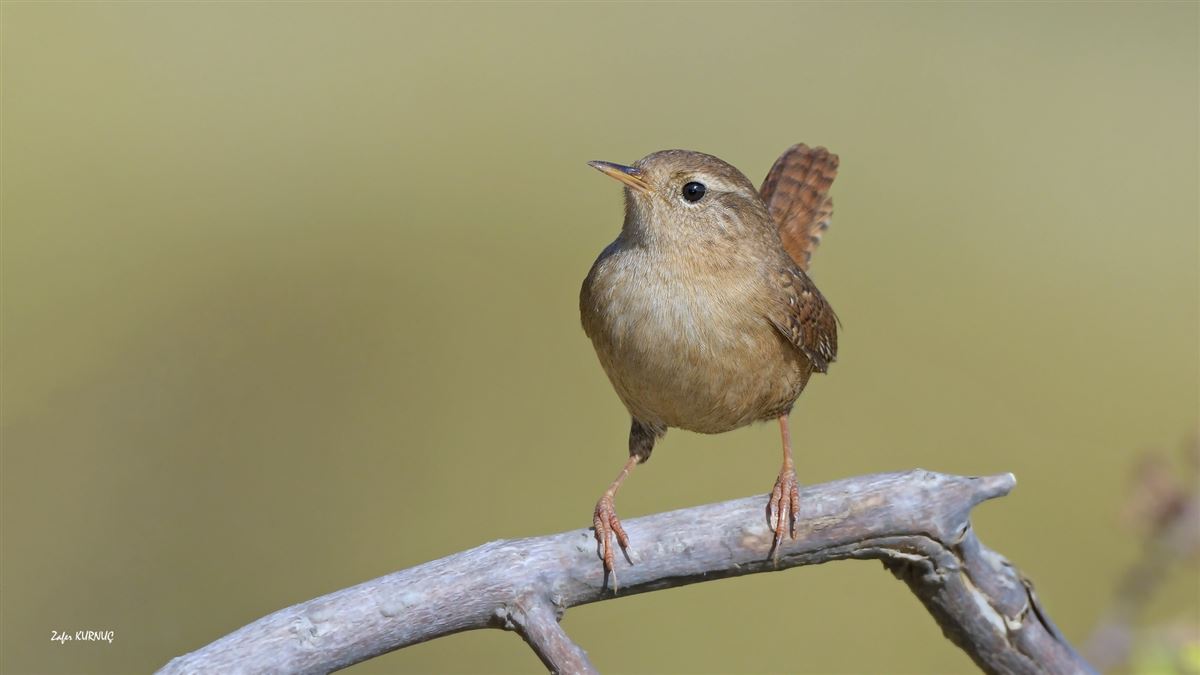 Eurasian Wren