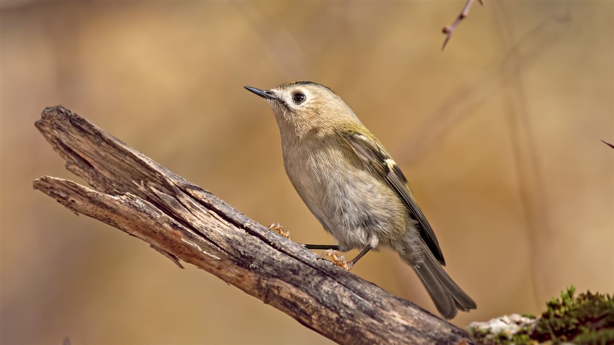 Goldcrest