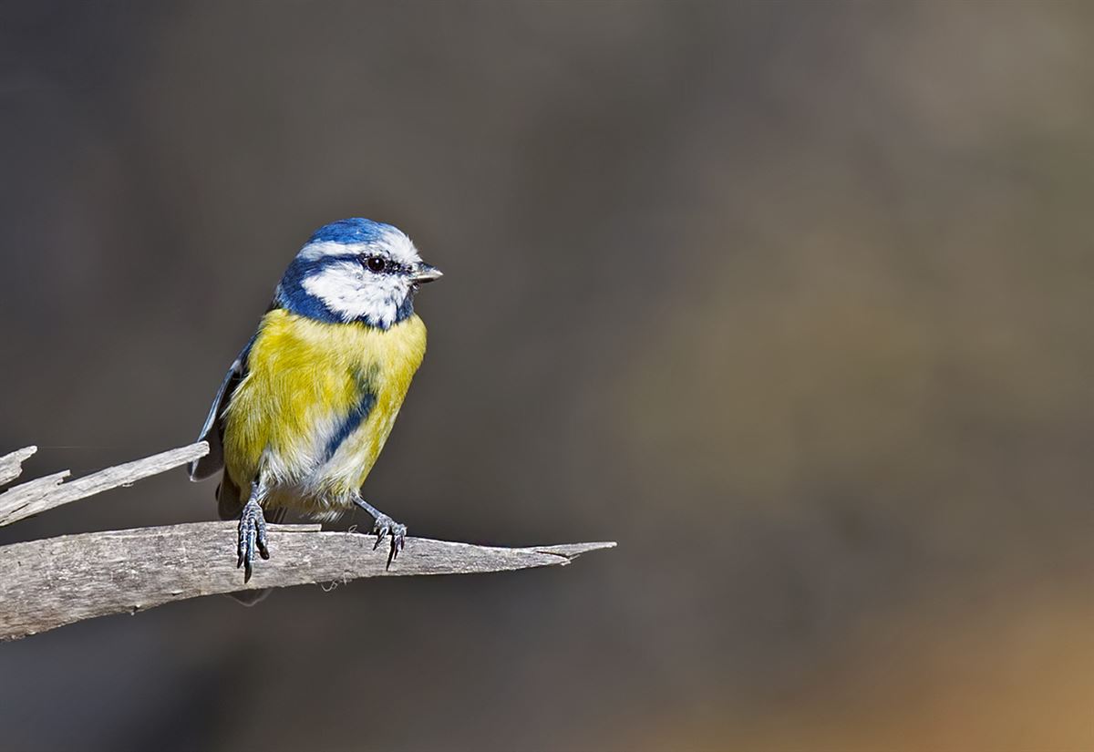 Eurasian Blue Tit