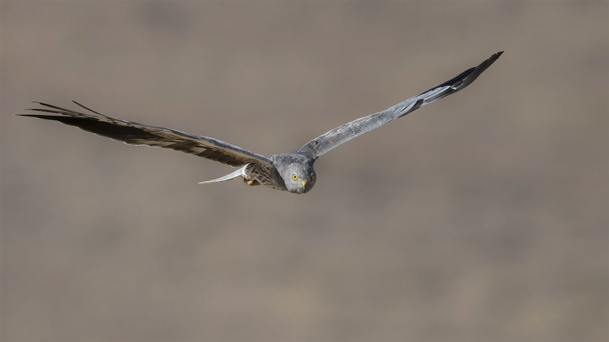 Montagu`s Harrier