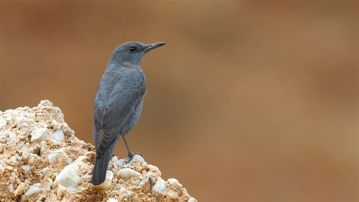 Blue Rock Thrush