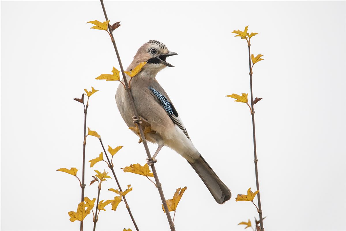 Eurasian Jay