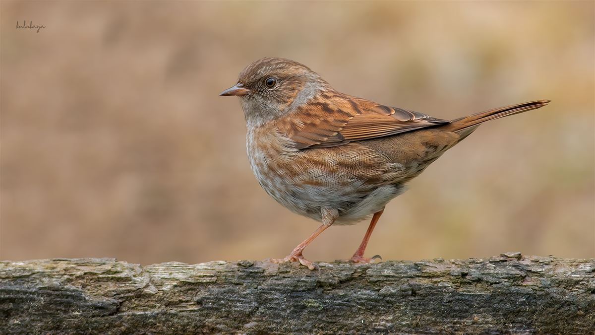 Dunnock
