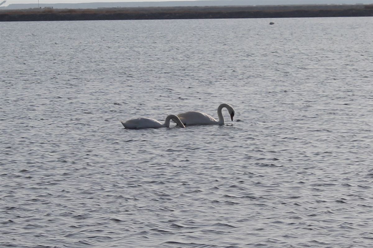 Mute Swan