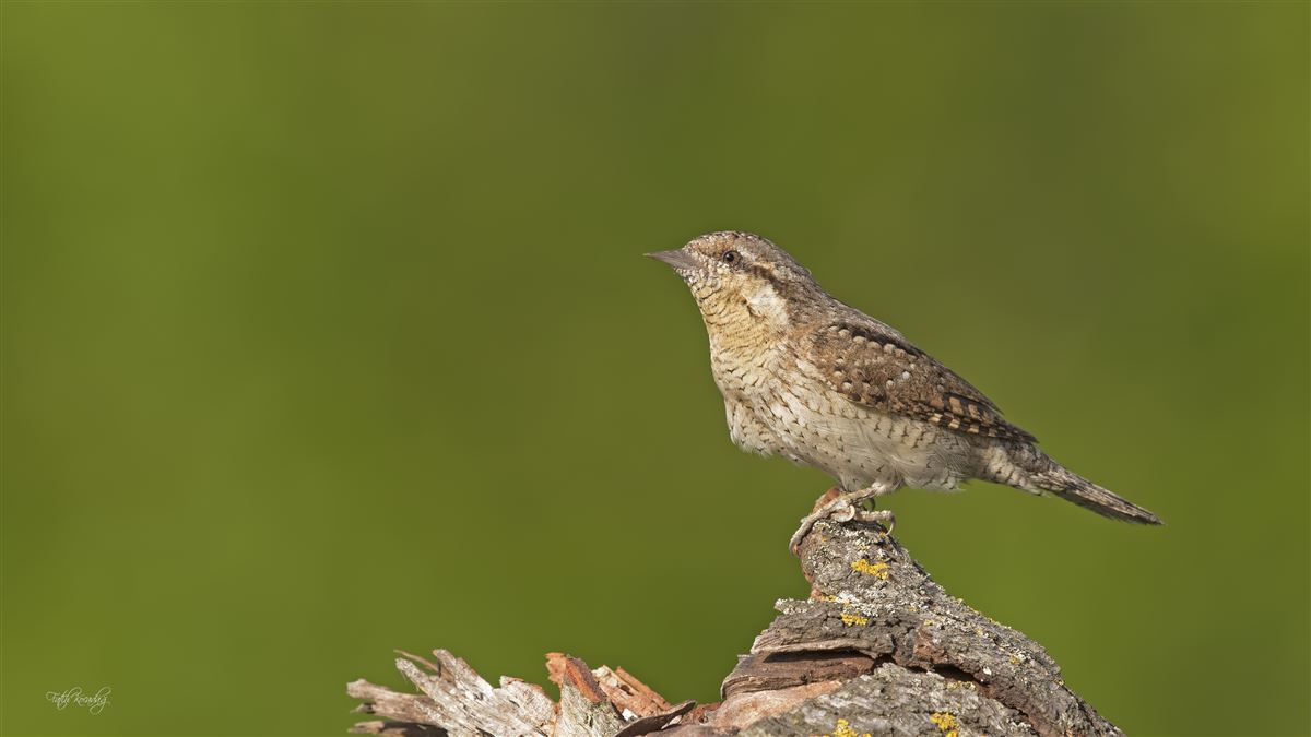 Eurasian Wryneck