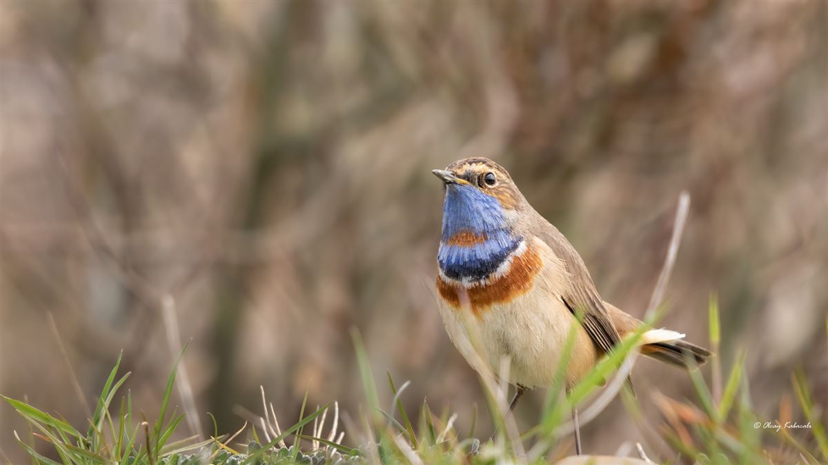 Bluethroat