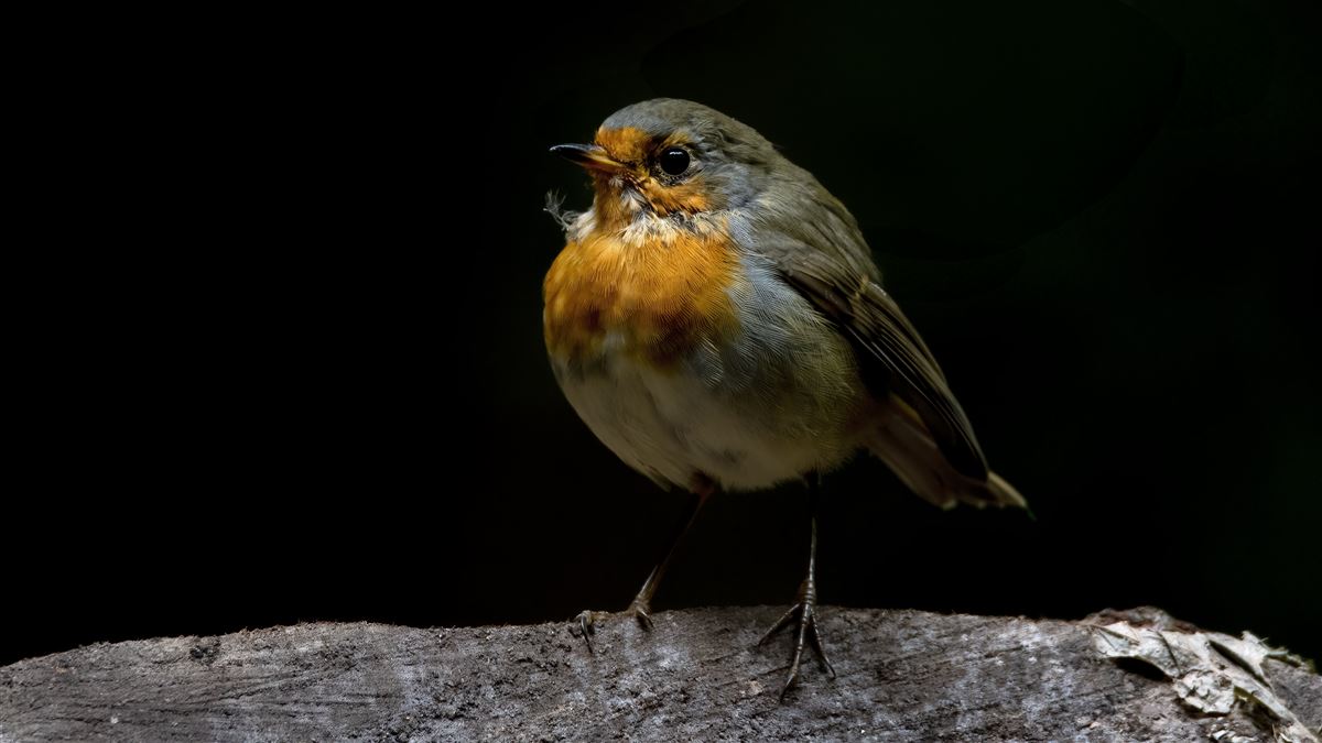 European Robin