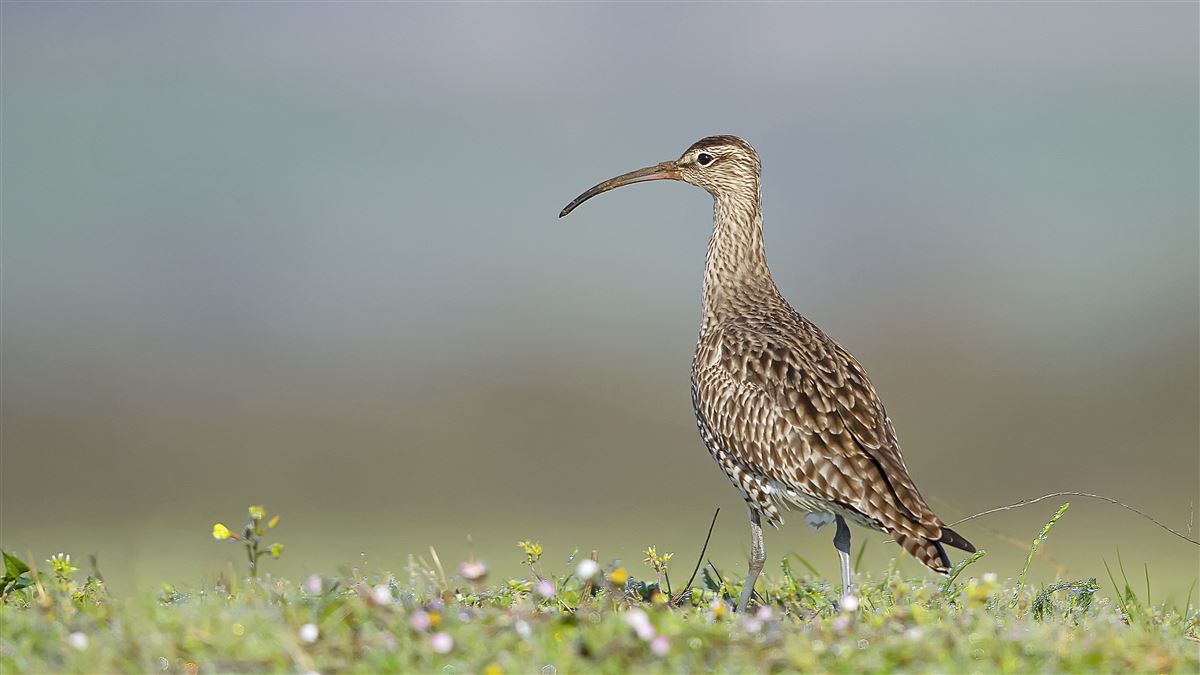 Eurasian Whimbrel
