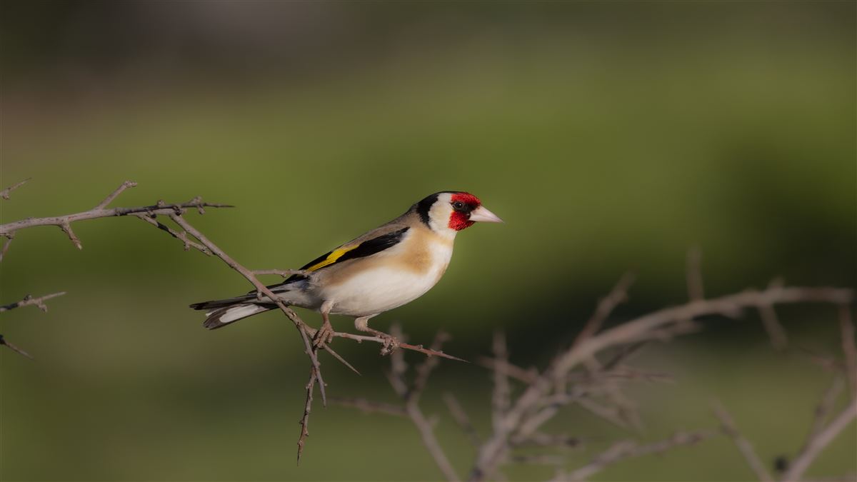 European Goldfinch