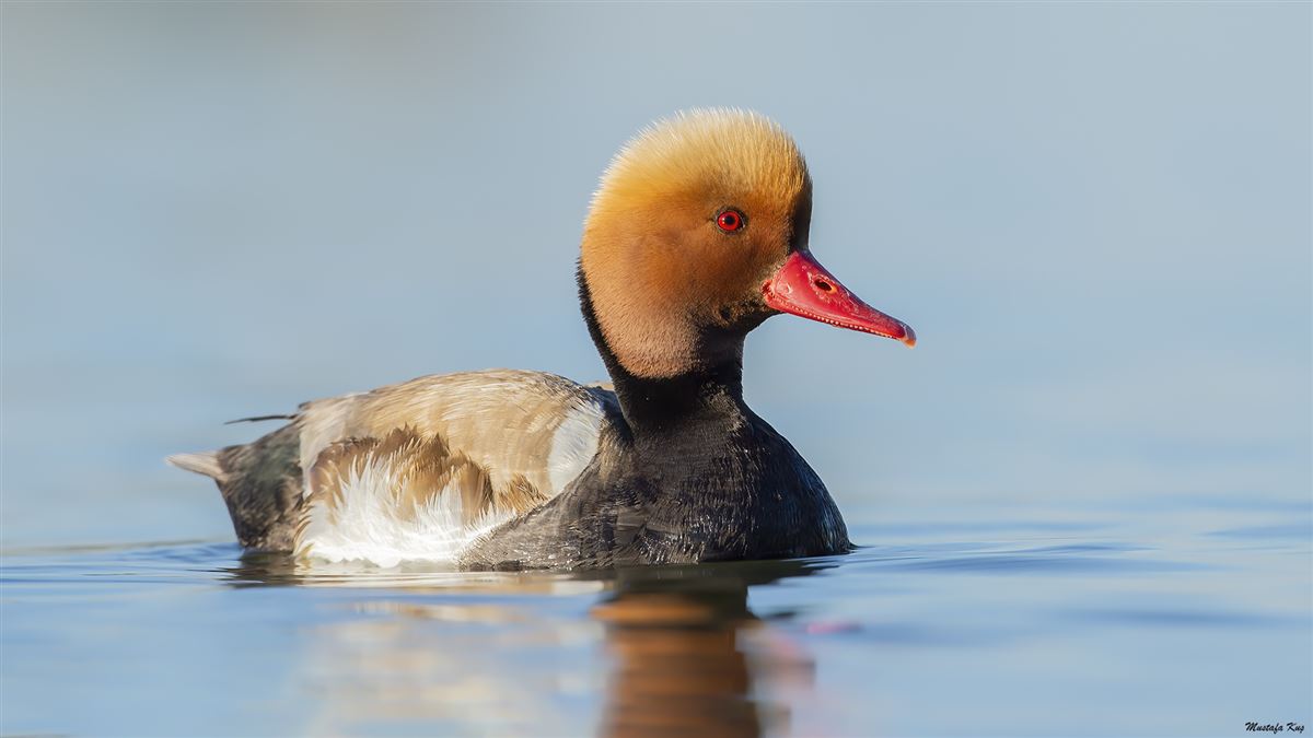 Red-crested Pochard