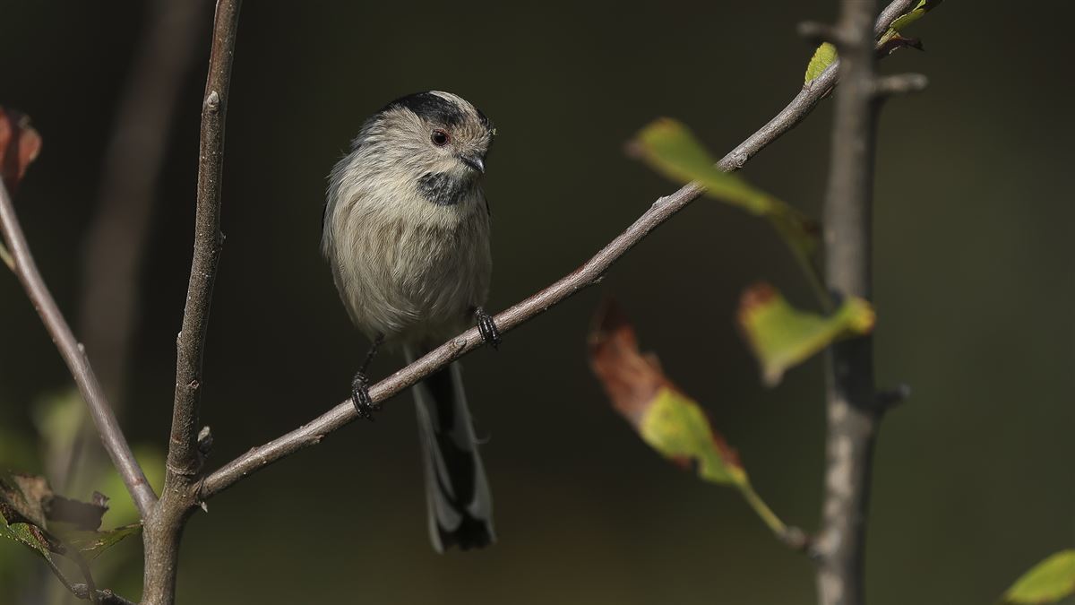 Long-tailed Tit