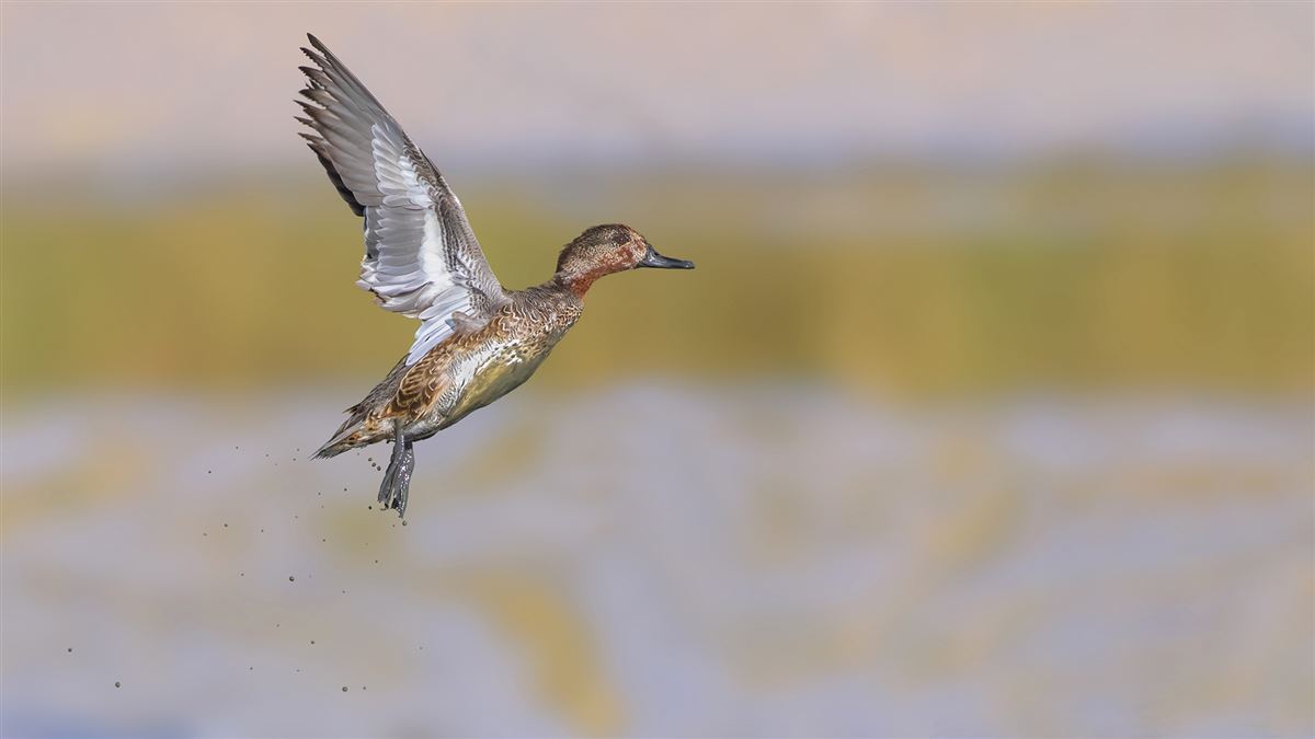 Eurasian Teal