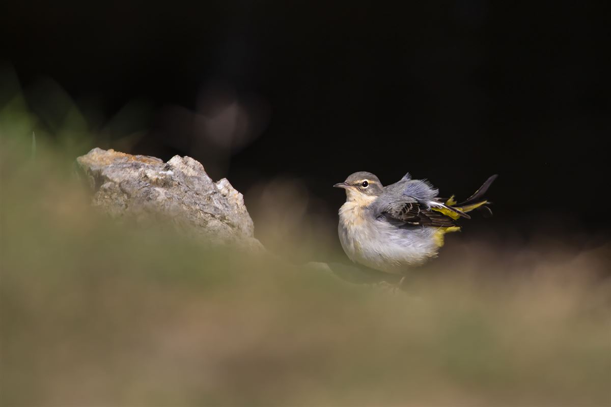 Grey Wagtail