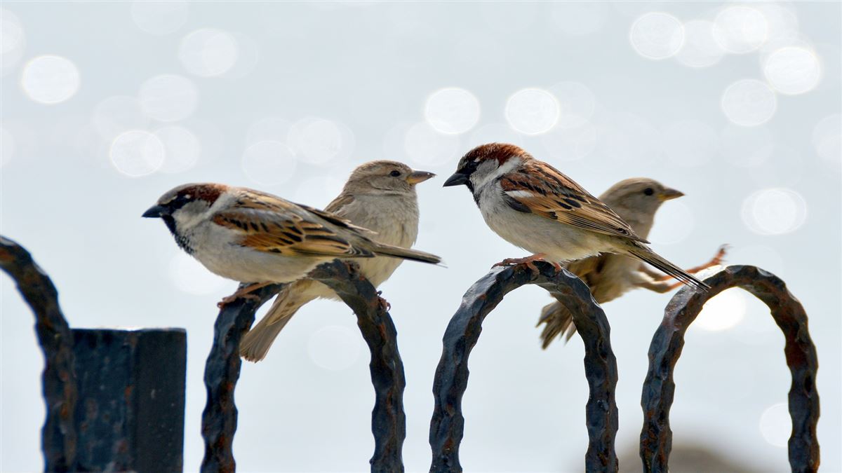 House Sparrow