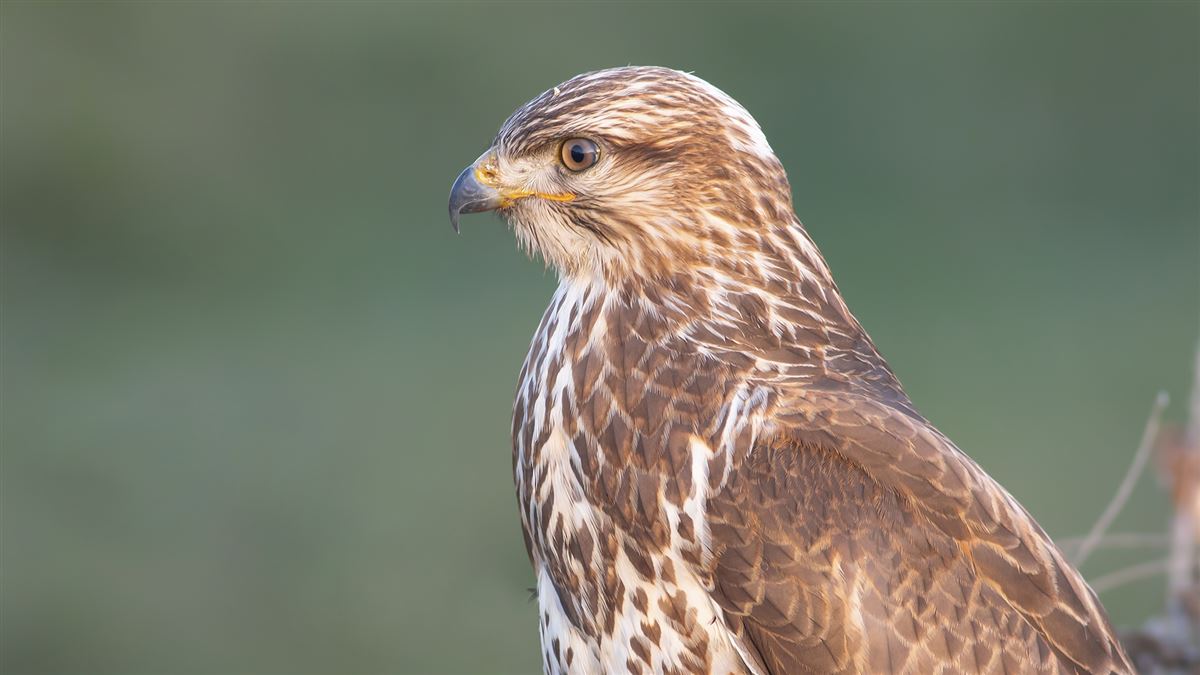 Common Buzzard