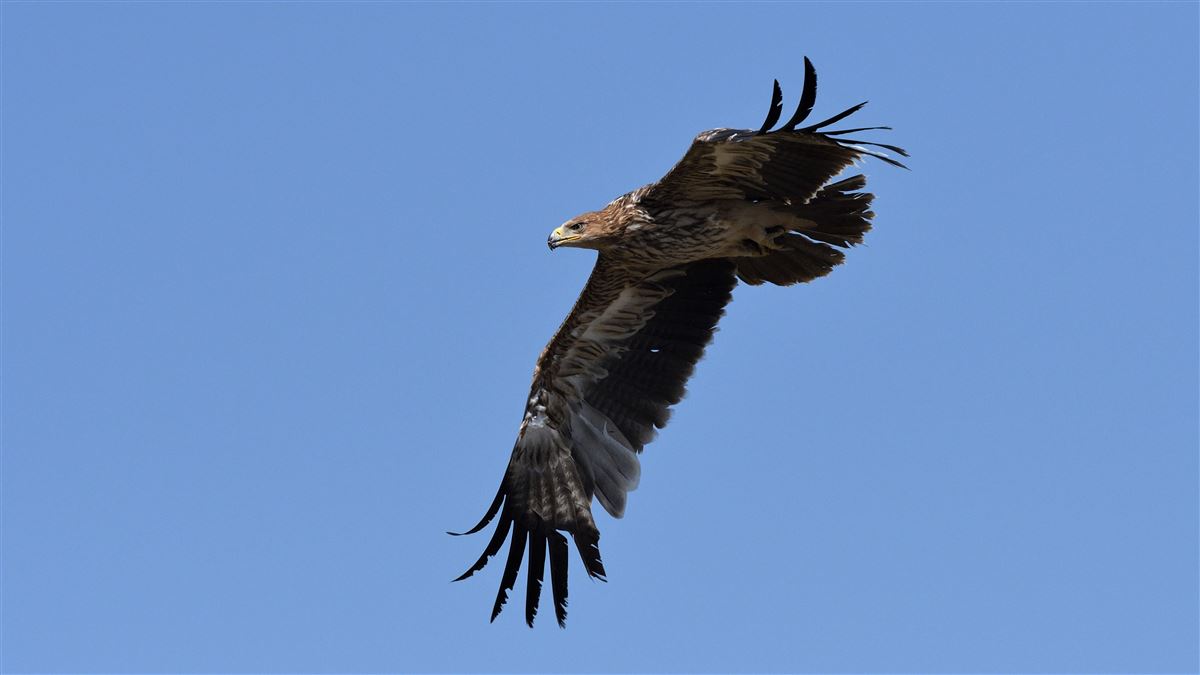 Şah Kartal