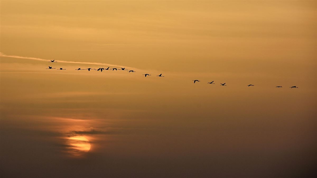 Flamingo