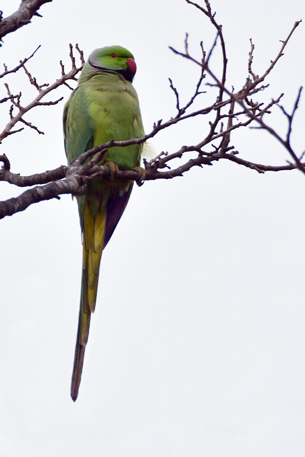 Rose-ringed Parakeet