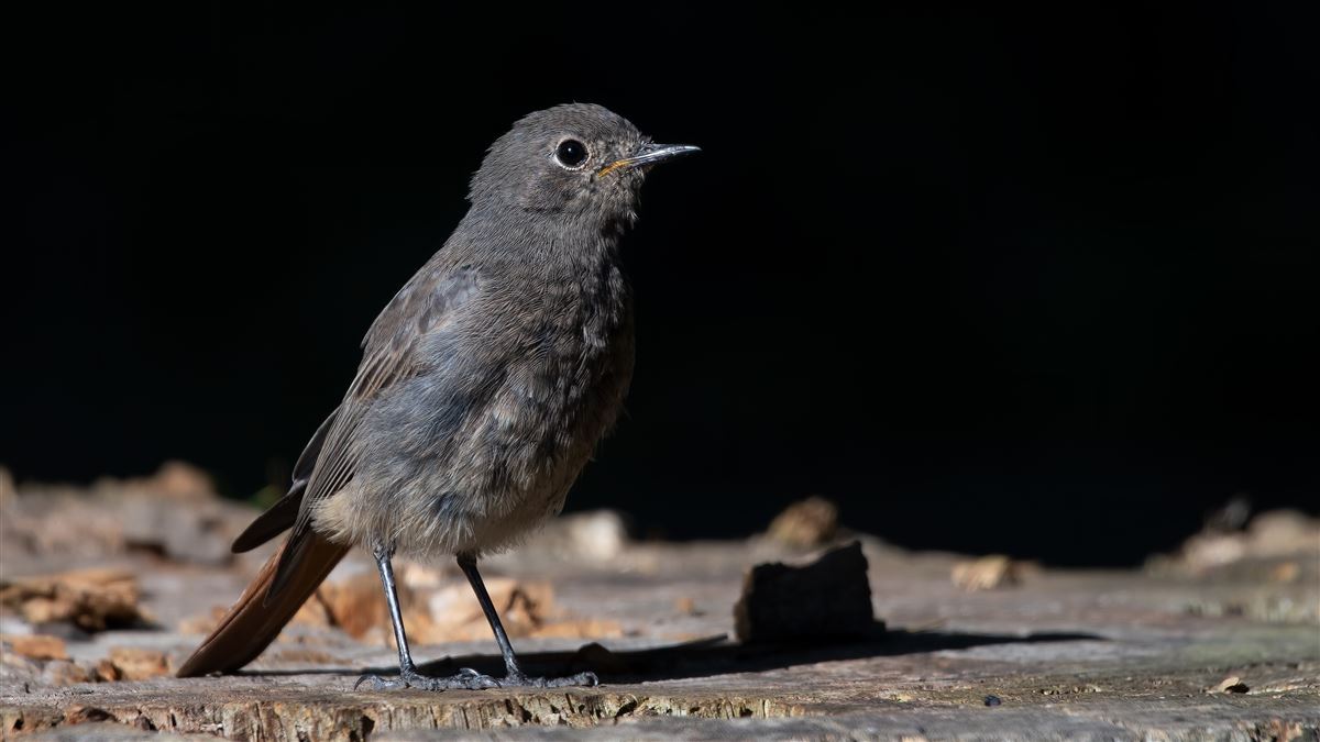 Black Redstart