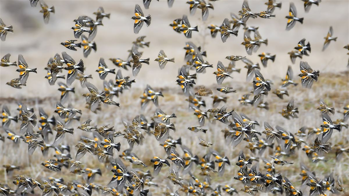 Brambling