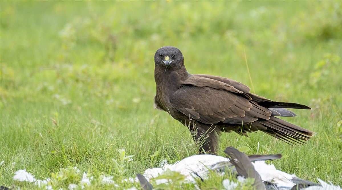 Western Marsh Harrier