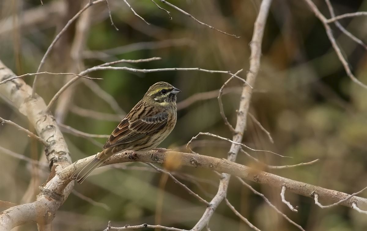Cirl Bunting