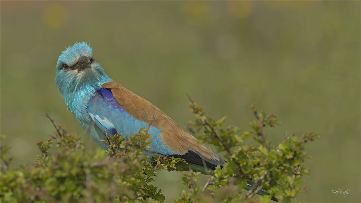European Roller