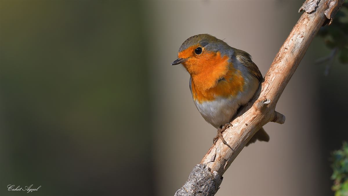 European Robin