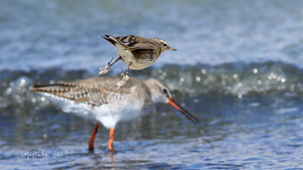 Water Pipit