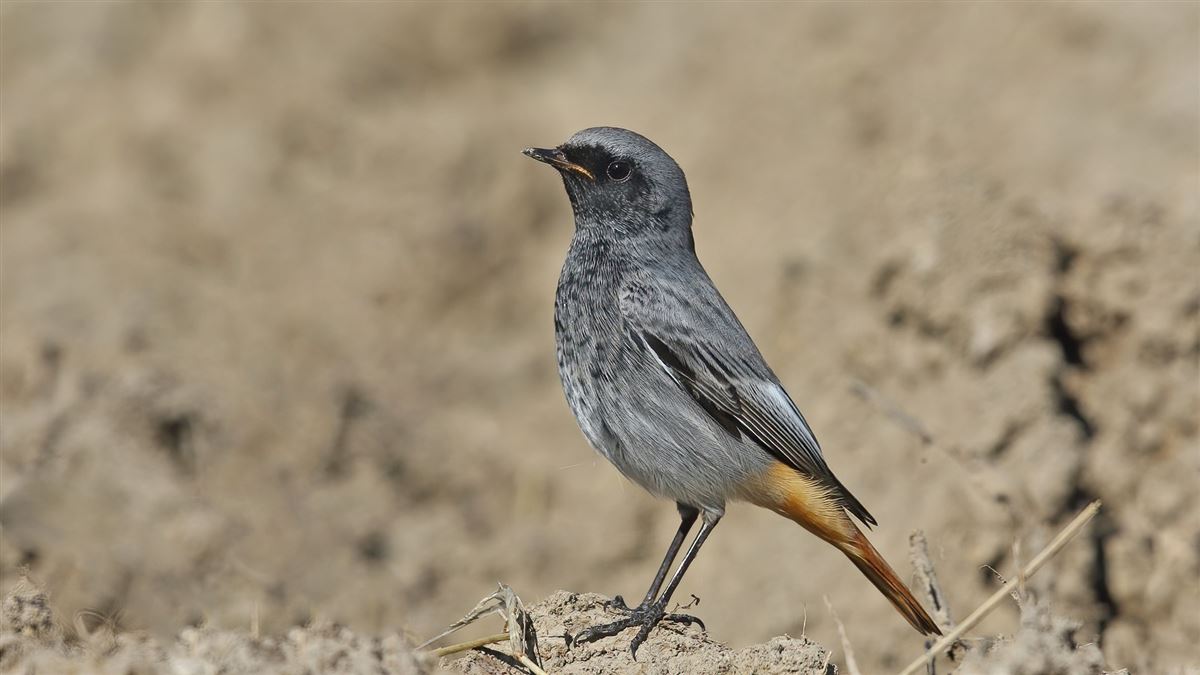 Black Redstart
