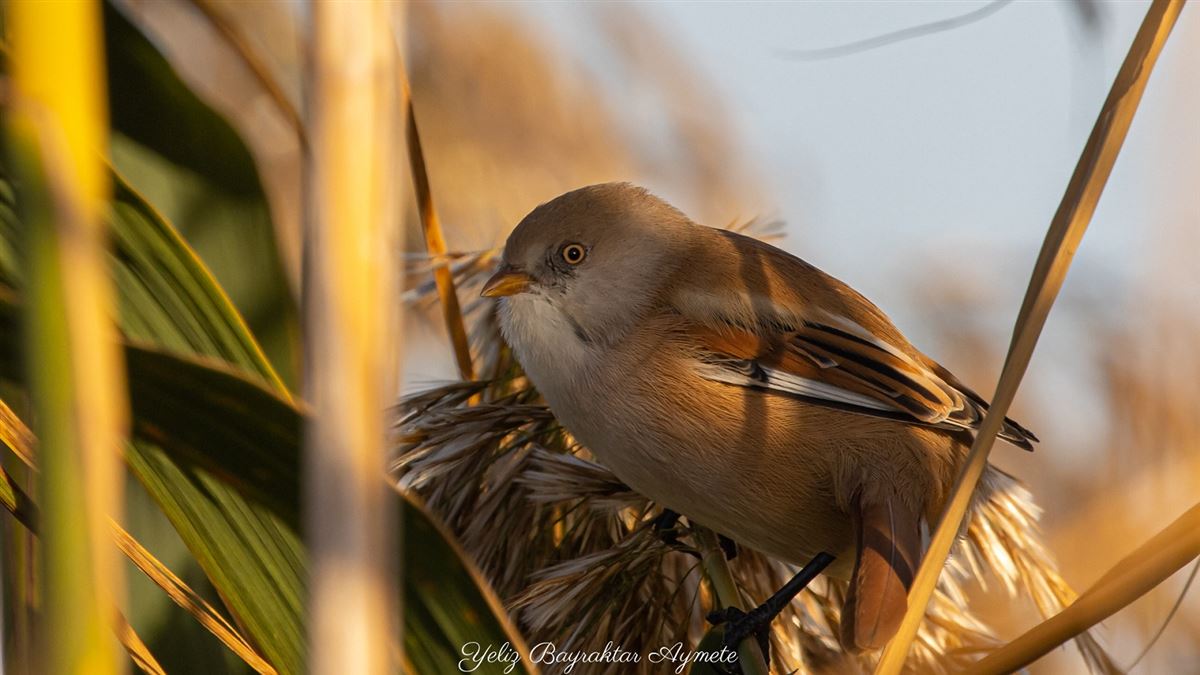 Bearded Reedling