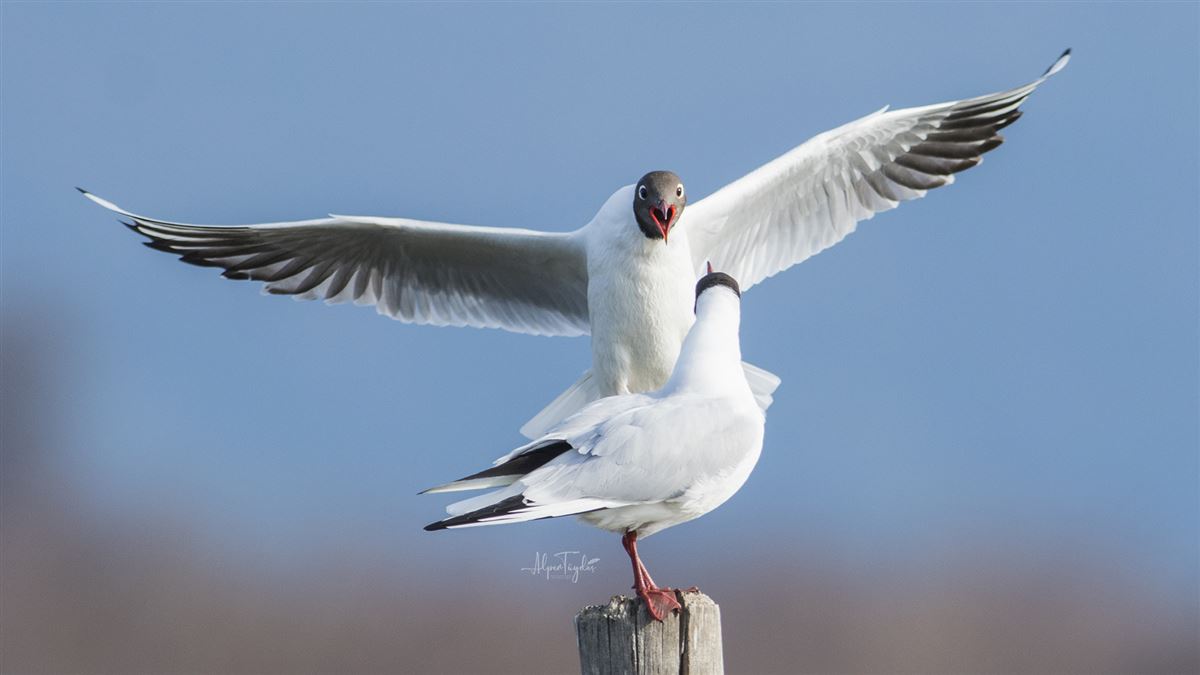 Black-headed Gull