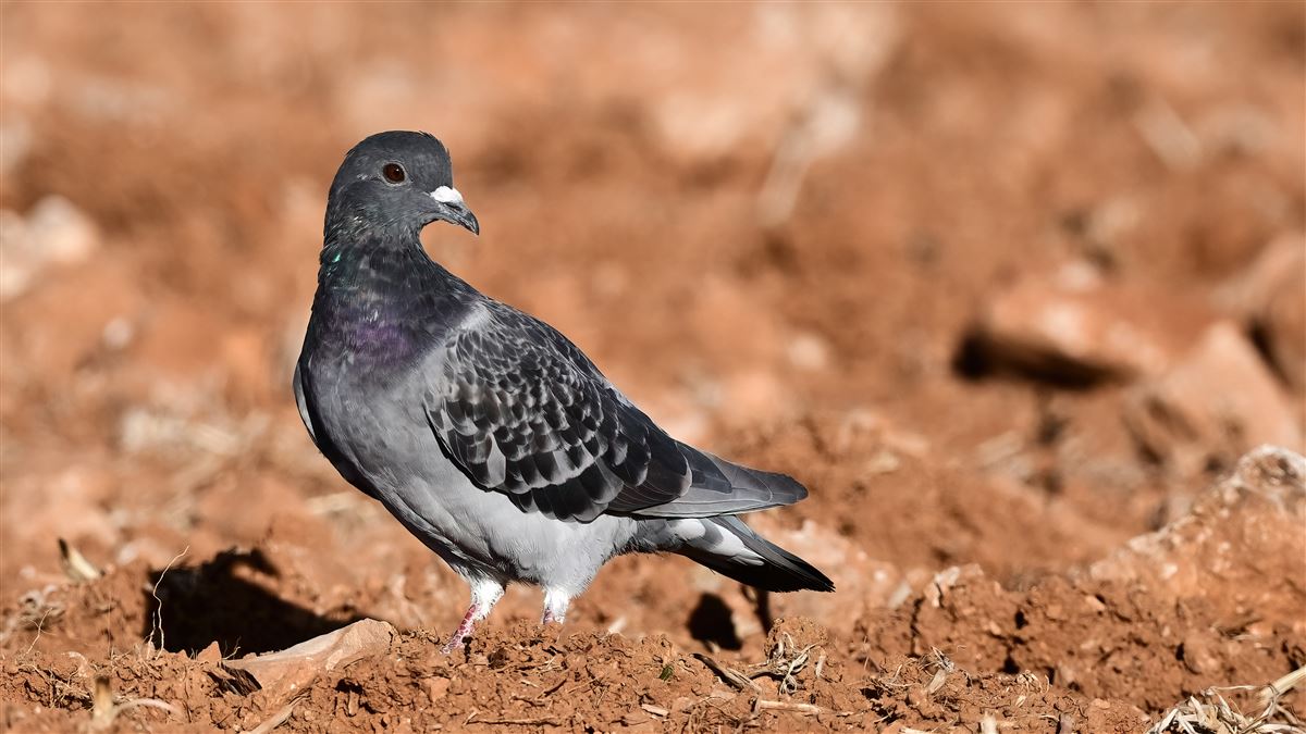 Rock Dove