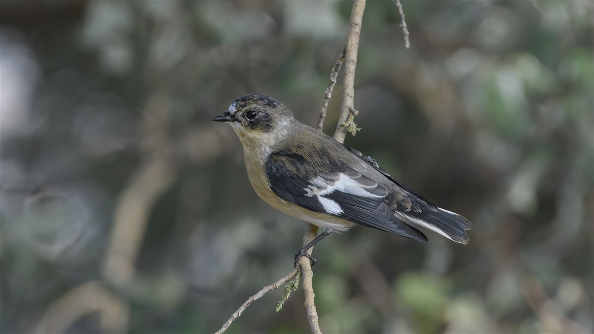 Collared Flycatcher