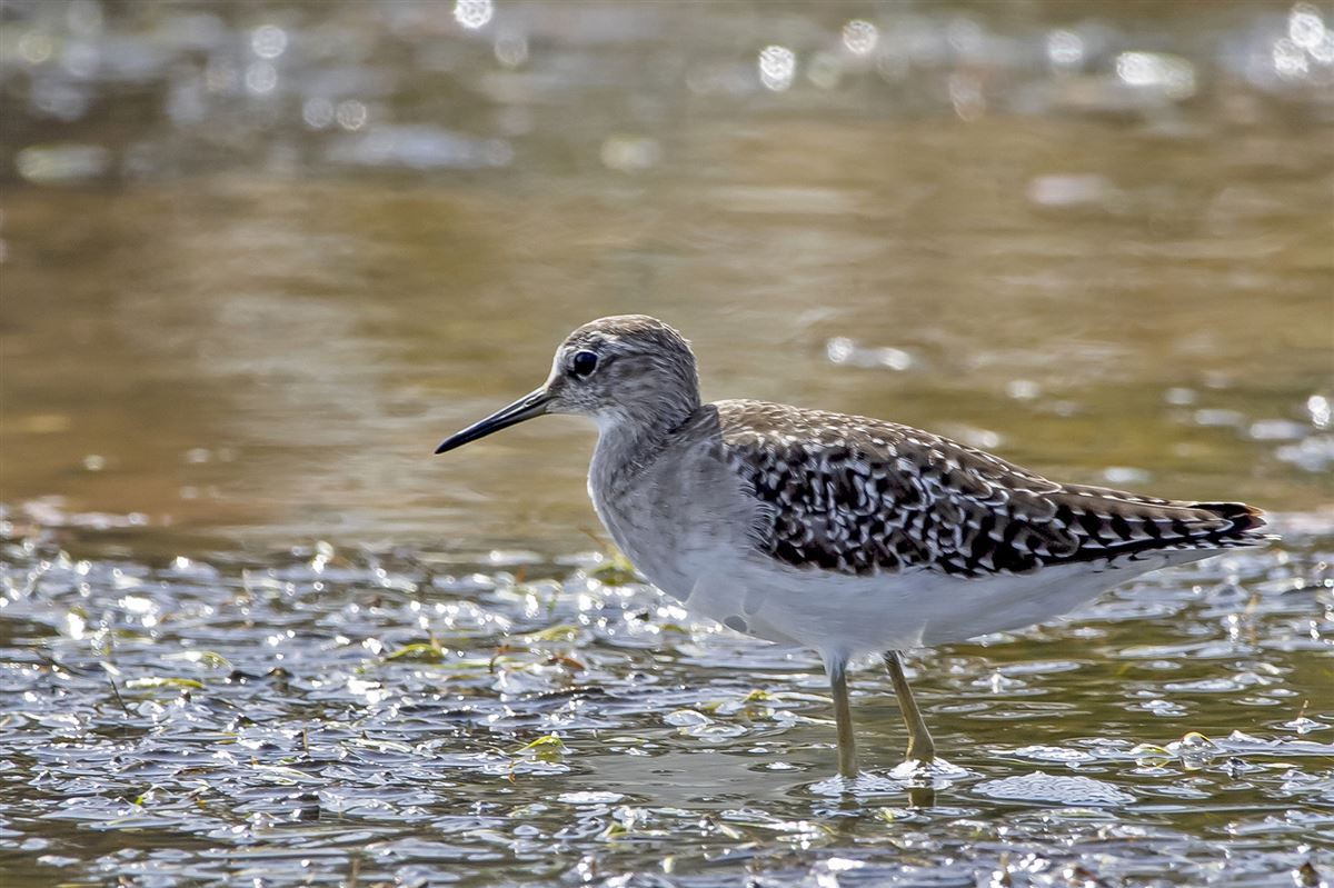 Wood Sandpiper